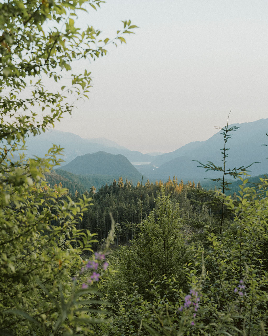 Forest with mountains in the background